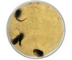 чашка петри_0000_VA__1842