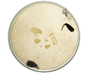 чашка петри_0002_VA__1839