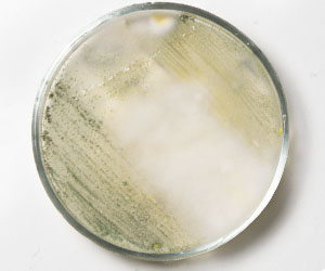 чашка петри_0006_VA__1813