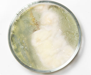 чашка петри_0007_VA__1807