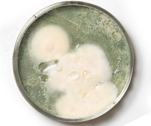 чашка петри_0008_VA__1804