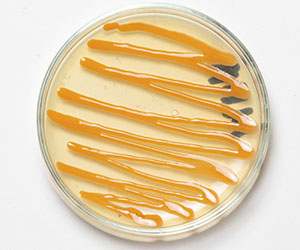 чашка петри_0009_VA__1798