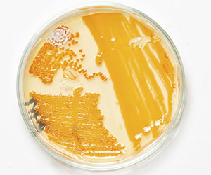 чашка петри_0011_VA__1792