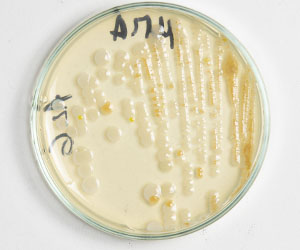 чашка петри_0014_VA__1775