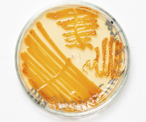 чашка петри_0015_VA__1770