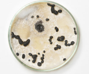 чашка петри_0019_VA__1746