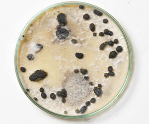 чашка петри_0022_VA__1741