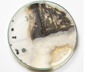 чашка петри_0025_VA__1727