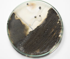 чашка петри_0028_VA__1717