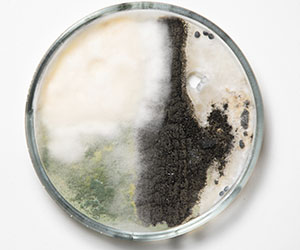 чашка петри_0029_VA__1714