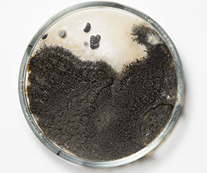 чашка петри_0030_VA__1709