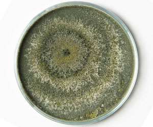 картинки Лаборатория_0018_VA__1756