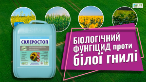 Чому склеротиніоз це проблема❓