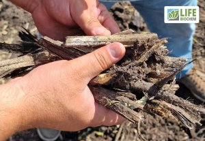 Застосування ПМК-Д на післяжнивних рештках ріпаку.