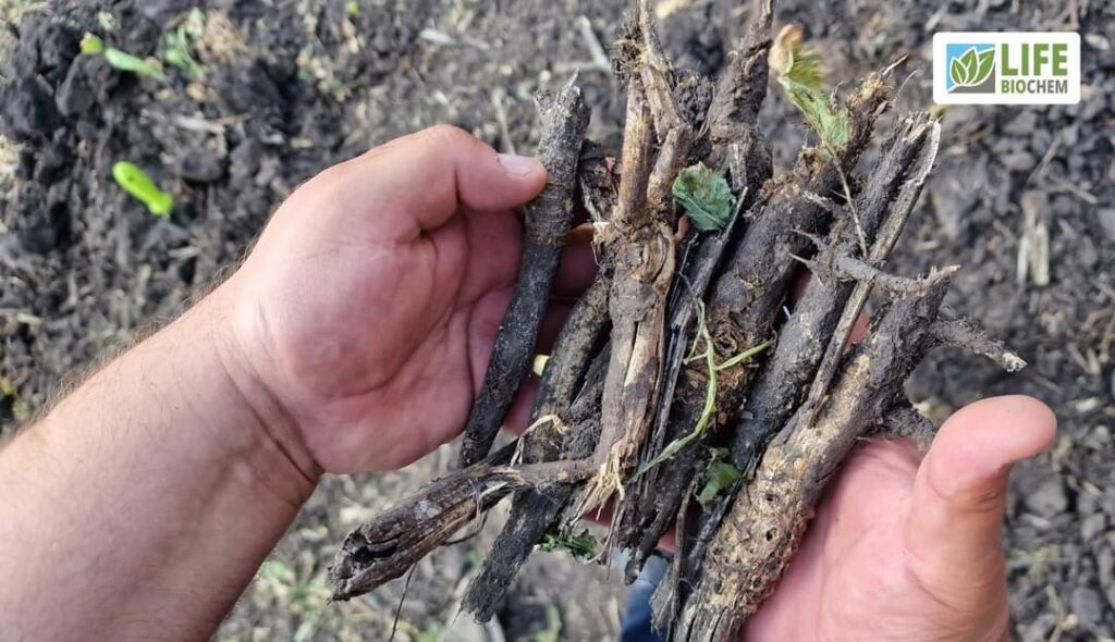 Чому ДЕСТЕРН❓